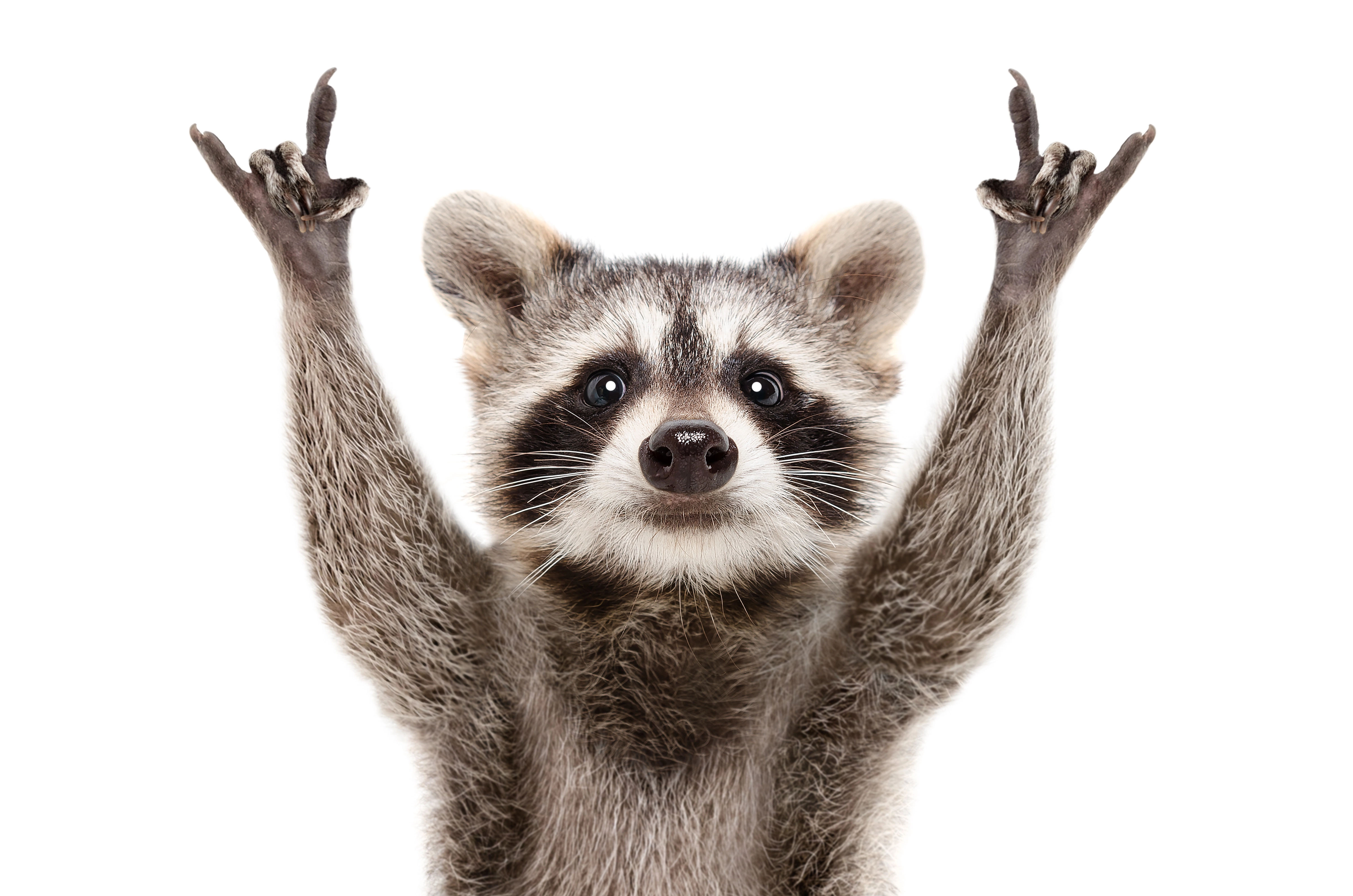 Spining Racoon Rocking Raccoon